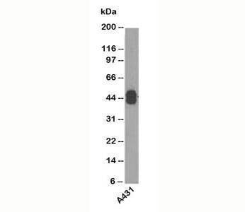 Anti-Acidic Cytokeratin Antibody, Sodium Azide Free