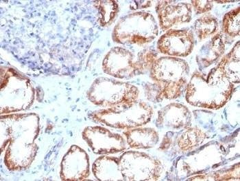 Anti-HSP60 Antibody, Sodium Azide Free