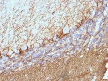 Anti-NF-H Antibody (phospho)