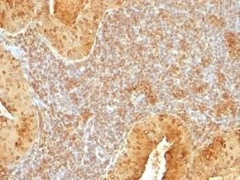 Anti-Cytochrome C Antibody, Sodium Azide Free