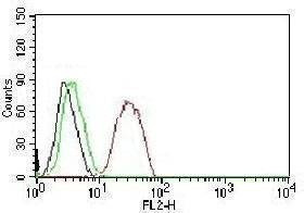 Anti-Estrogen Receptor beta Antibody, Sodium Azide Free