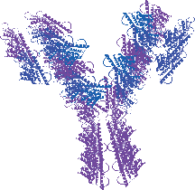 Anti-TIA1 Antibody