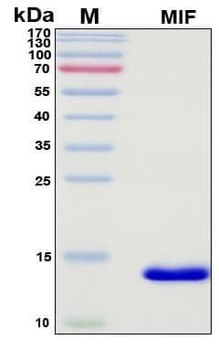 Recombinant Human MIF Protein