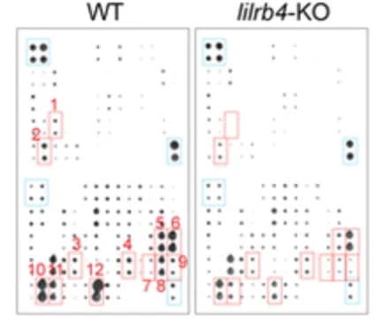 RayBiotech’s Human Cytokine Array C1000 was used to profile secreted proteins from LILRB4+ versus LILRB4-knockout AML cells, revealing reduced uPAR expression upon LILRB4 deletion. Figure adapted from Deng et al., Nature, 2018.