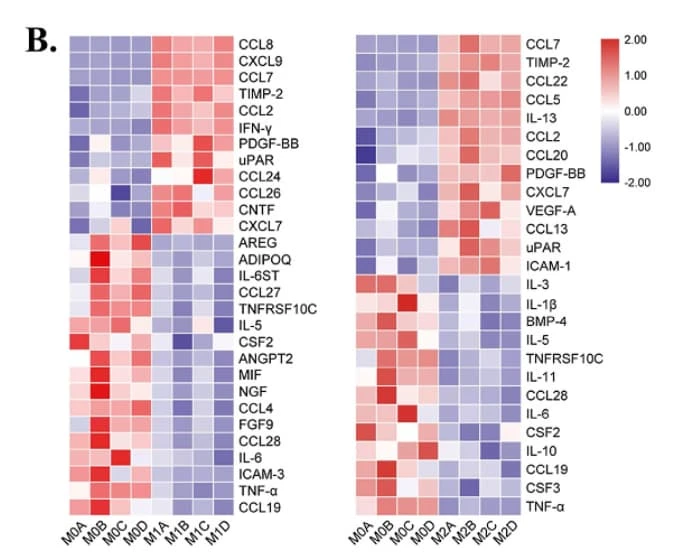 Figure adapted from Huang et al., Bioactive Materials, 2023.