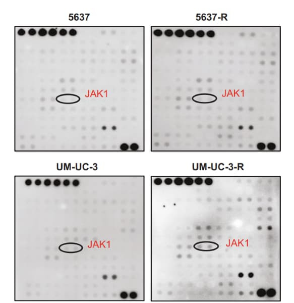 RayBiotech's Human Phospho-RTK Array detected increased JAK1 phosphorylation in bladder cancer cells resistant to PI3K inhibition. Figure adapted from Peng et al., Oncogenesis, 2024.