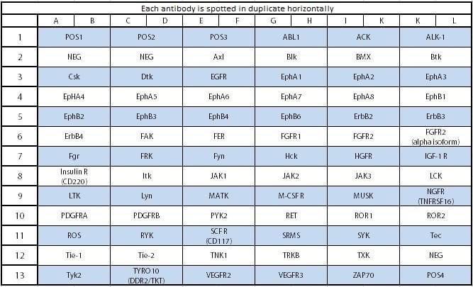 Human RTK Phosphorylation Array C1