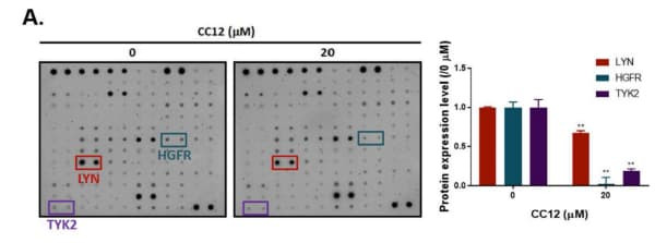 RayBiotech's Human Phospho-RTK Array identified LYN kinase inhibition as a key mechanism of CC12's anti-glioblastoma activity. Figure adapted from Huang et al., International Journal of Biological Sciences, 2023.