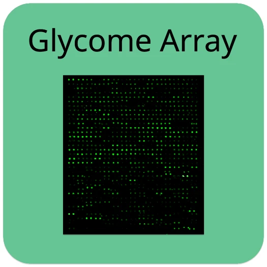 Human Glycosylation Array 1000