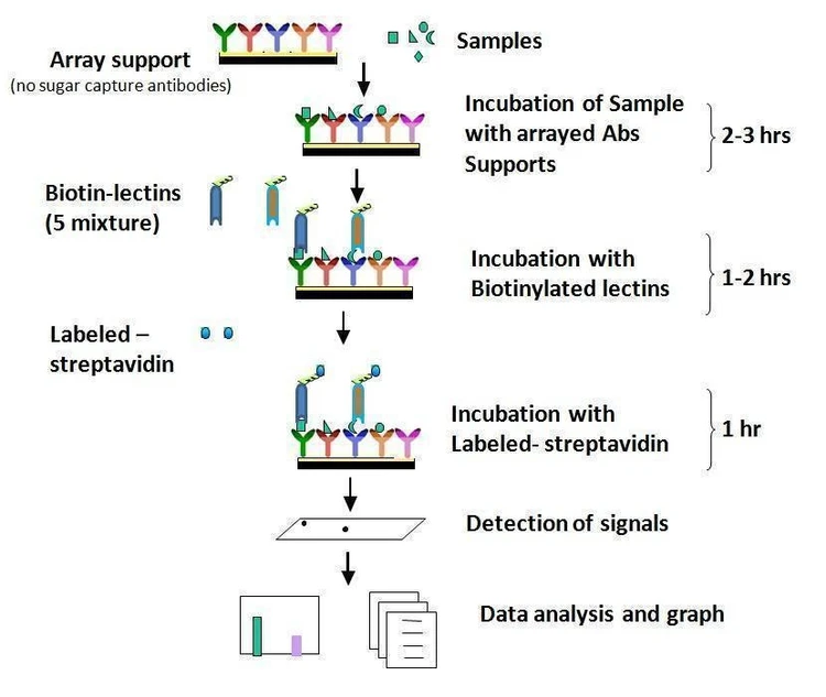 Human Glycosylation Array 1000