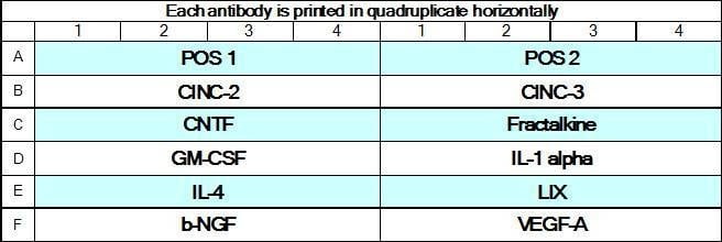 Rat Cytokine Array GS1