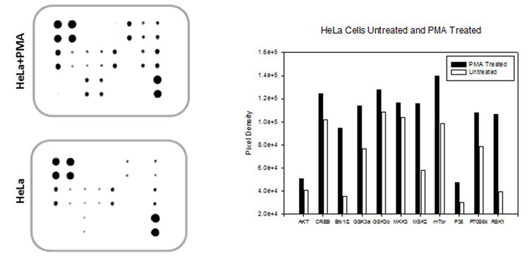 Human/Mouse MAPK Phosphorylation Array