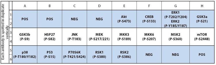 Human/Mouse MAPK Phosphorylation Array