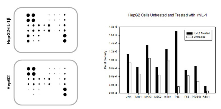 Human/Mouse MAPK Phosphorylation Array