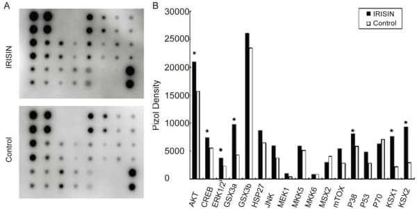 RayBiotech's MAPK Phosphorylation Antibody Array revealed irisin stimulation activated MAPK signaling in mesenchymal stem cells. Figure adapted from Xue et al., BMC Biol, 2022.