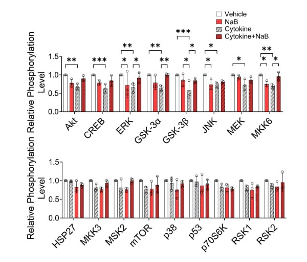 RayBiotech's MAPK Phosphorylation Antibody Array revealed cytokine-induced MAPK signaling alterations in pancreatic islets. Figure adapted from Lee et al., FASEB J, 2024.