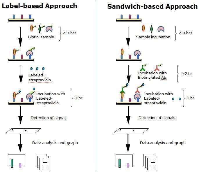Glycan Array 300