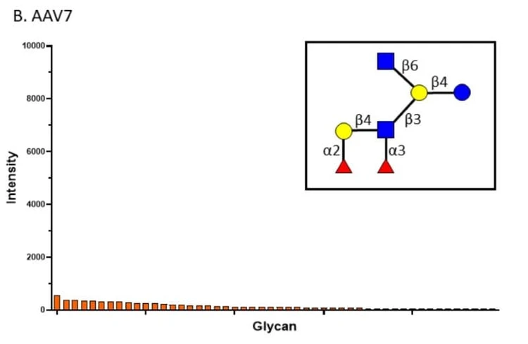 GA-GLYCAN-300 was used to profile glycan-binding interactions of the AAV7 capsid, revealing weak and nonspecific glycan recognition compared to AAV9. Figure adapted from Yost et al., Journal of Virology, 2023.