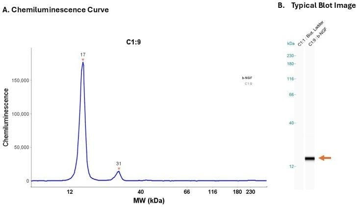 Recombinant protein: b-NGF | Secondary Ab: Mouse | Exposure: 5 sec | Expected MW (kDa): 26.5