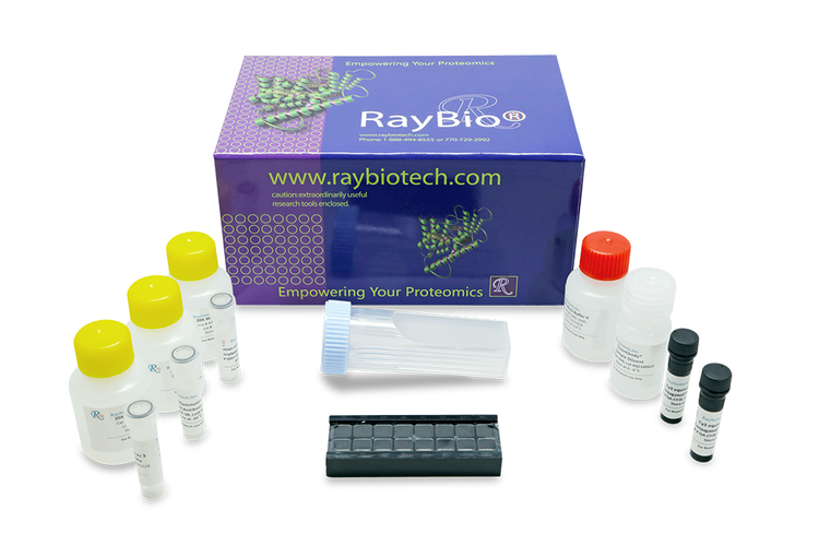Rat Cytokine Array Q67
