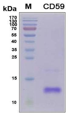Recombinant Human CD59 Glycoprotein, Antigen Grade