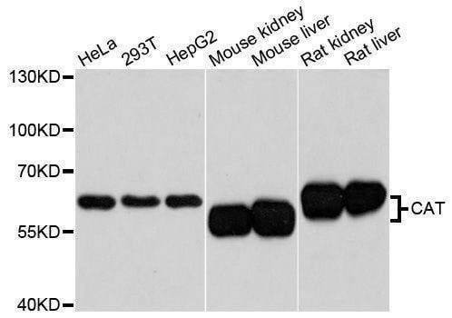 Anti-CAT Antibody