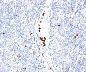 Anti-Monkey Granulocyte Marker Antibody