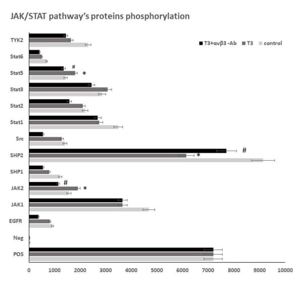 RayBiotech's JAK/STAT Signaling Antibody Array showed T3 treatment activated JAK2/STAT5 signaling in hypoxic PC-12 cells. Figure adapted from Kvergelidze et al., Transl Neurosci, 2024.