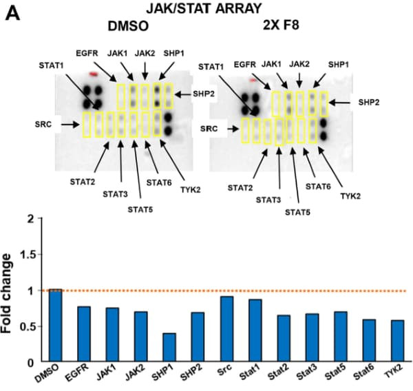 RayBiotech's MAPK and JAK/STAT Phosphorylation Antibody Arrays demonstrated F8-induced suppression of leukemia cell survival signaling. Figure adapted from Swain et al., PLoS ONE, 2023.
