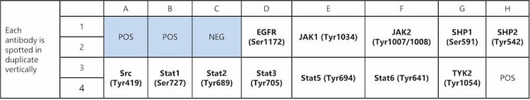 Human JAK/STAT Pathway Phosphorylation Array C1