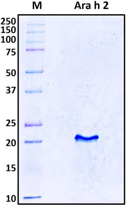 Recombinant Arachis Hypogaea (peanut) Ara h 2 Protein, Antigen Grade