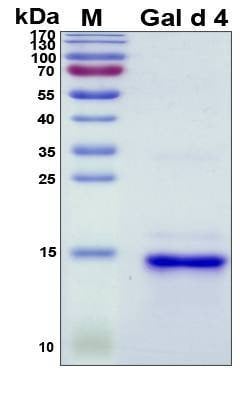Recombinant Chicken Gal d 4 Protein, Antigen Grade