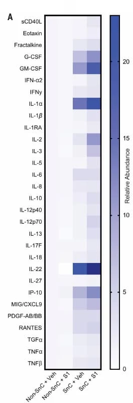 RayBiotech's SARS-CoV-2 S1 Subunit Protein was used to stimulate human senescent endothelial cells. As shown in the heat map, S1 treatment enhanced secretion of multiple proinflammatory SASP factors. Figure adapted from Camell et al., Science, 2021.