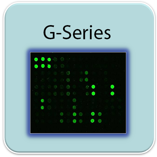 Human Angiogenesis Array G1000