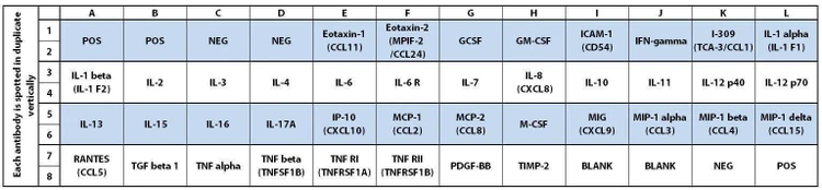 Human Inflammation Array C3
