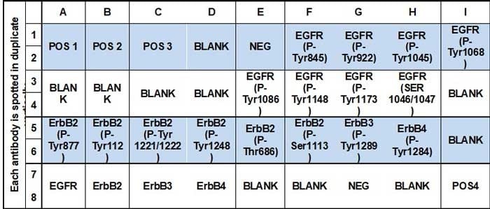 Human EGFR Phosphorylation Array C1