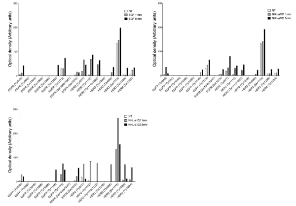 RayBiotech's EGFR Phosphorylation Antibody Array revealed EGFR and ErbB2 activation in B-cell lymphoma cells stimulated with HIV-1 p17 variants. Figure adapted from Giagulli et al., Cancer Gene Therapy, 2021.