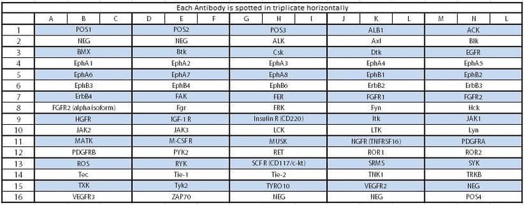 Human RTK Phosphorylation Array G1