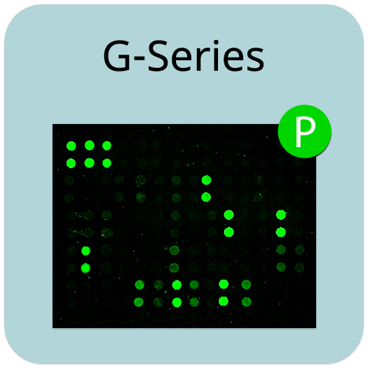 Human RTK Phosphorylation Array G1