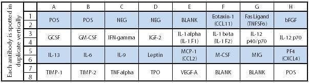 Mouse Angiogenesis Array C1