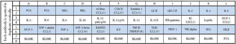 Mouse Cytokine Array C2