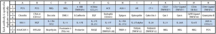 Mouse Cytokine Array C5