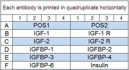Human IGF Signaling Array Q1