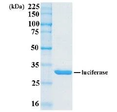 Recombinant Renilla Luciferase Protein