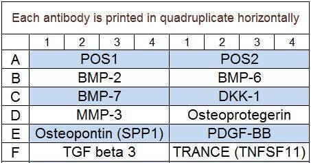 Human Bone Metabolism Array Q2