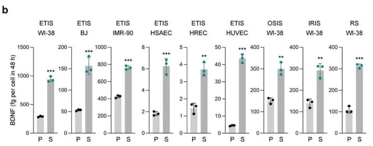 The ELH-BDNF ELISA Kit was used to quantify secreted BDNF protein levels in conditioned media collected from proliferating and senescent human cells. Figure adapted from Anerillas et al., Nature Communications, 2022.