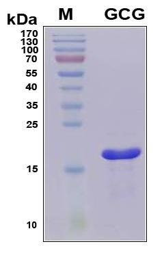 Recombinant Human Glucagon Protein
