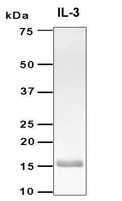 Recombinant Human IL-3 Protein, Antigen Grade