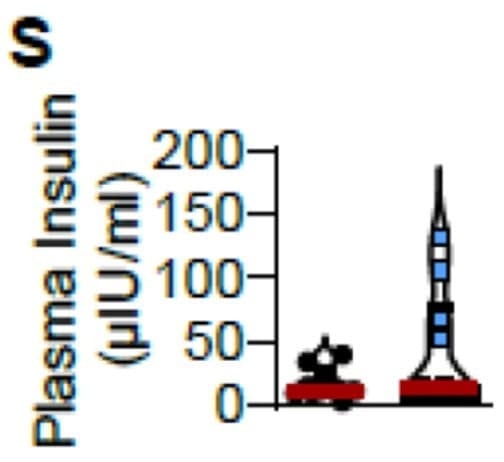 ELM-Insulin was used to measure plasma insulin in group-housed and adolescent-isolation C57BL/6J mice. Figure adapted from Kolling et al., Psychiatry Research, 2024.