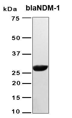 Recombinant blaNDM-1 Protein